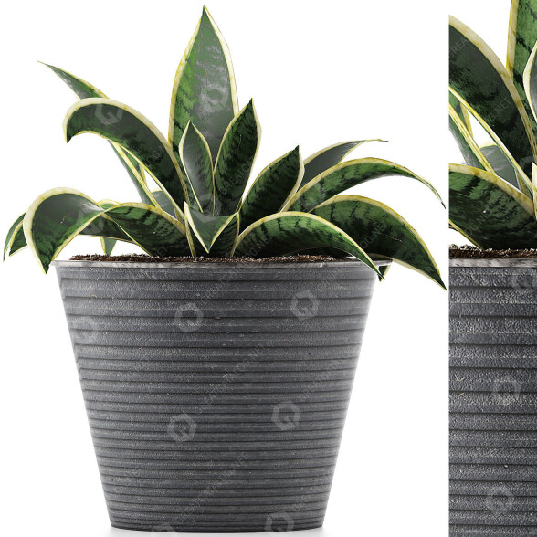 Potted Plant Collection 108 Agave 3D model