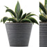Potted Plant Collection 108 Agave - rodolfoboscan911