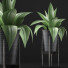 Topfpflanze Kollektion 107 Agave - rodolfoboscan911