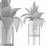 Topfpflanze Kollektion 107 Agave - rodolfoboscan911