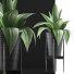Topfpflanze Kollektion 107 Agave - rodolfoboscan911