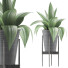 Topfpflanze Kollektion 107 Agave - rodolfoboscan911