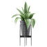 Topfpflanze Kollektion 107 Agave - rodolfoboscan911