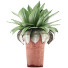 Potted Plant Collection 78 Agave - rodolfoboscan911
