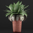 Potted Plant Collection 78 Agave - rodolfoboscan911