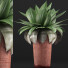Potted Plant Collection 78 Agave - rodolfoboscan911