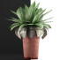 Potted Plant Collection 78 Agave - rodolfoboscan911