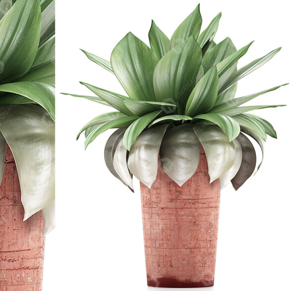 Potted Plant Collection 78 Agave 3D model