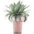Potted Plant Collection 78 Agave - rodolfoboscan911