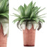 Potted Plant Collection 78 Agave - rodolfoboscan911