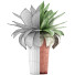 Potted Plant Collection 78 Agave - rodolfoboscan911