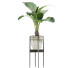 Topfpflanze Sammlung 77 Alocasia - rodolfoboscan911