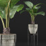 Topfpflanze Sammlung 77 Alocasia - rodolfoboscan911