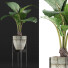 Topfpflanze Sammlung 77 Alocasia - rodolfoboscan911