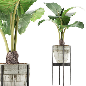 Topfpflanze  Sammlung 77 Alocasia 3D-Modell