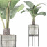 Topfpflanze Sammlung 77 Alocasia - rodolfoboscan911