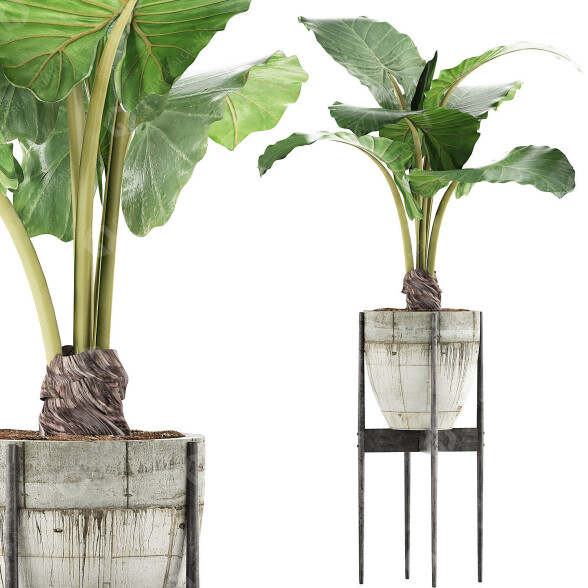 Topfpflanze Sammlung 77 Alocasia 3D-Modell