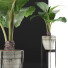 Topfpflanze Sammlung 77 Alocasia - rodolfoboscan911