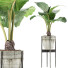 Topfpflanze Sammlung 77 Alocasia - rodolfoboscan911