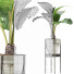 Topfpflanze Sammlung 77 Alocasia - rodolfoboscan911