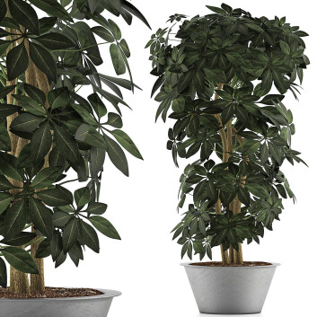 Topfpflanze  Sammlung 76 Schefflera Arboricola 3D-Modell
