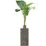 Topfpflanze Sammlung 75 Alocasia - rodolfoboscan911