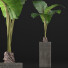 Topfpflanze Sammlung 75 Alocasia - rodolfoboscan911