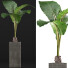 Topfpflanze Sammlung 75 Alocasia - rodolfoboscan911