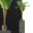 Topfpflanze Sammlung 75 Alocasia - rodolfoboscan911