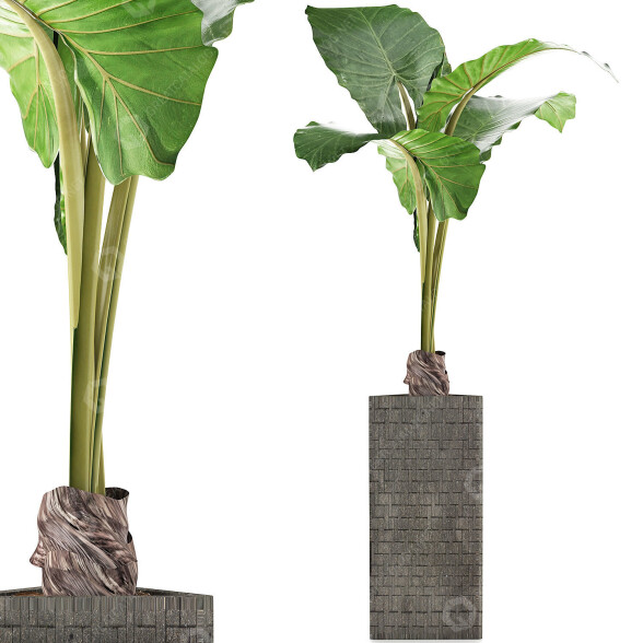 Topfpflanze Sammlung 75 Alocasia 3D-Modell