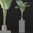 Topfpflanze Sammlung 75 Alocasia - rodolfoboscan911