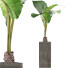 Topfpflanze Sammlung 75 Alocasia - rodolfoboscan911