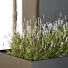 Árbol y arbustos HQ Caja de Jardín Exterior Volumen 50 - Pandora-land
