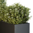 Árbol y arbustos HQ Caja de Jardín Exterior Volumen 50 - Pandora-land