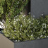 Bäume und Sträucher HQ Gartenkiste Draußen Band 49 - Pandora-land
