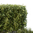 Bäume und Sträucher HQ Gartenkiste Draußen Band 49 - Pandora-land