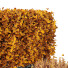 Bäume und Sträucher HQ Gartenkiste Draußen Band 49 - Pandora-land