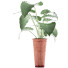 Potted Plant Collection 71 Alocasia - rodolfoboscan911
