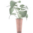 Potted Plant Collection 71 Alocasia - rodolfoboscan911