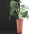 Potted Plant Collection 71 Alocasia - rodolfoboscan911