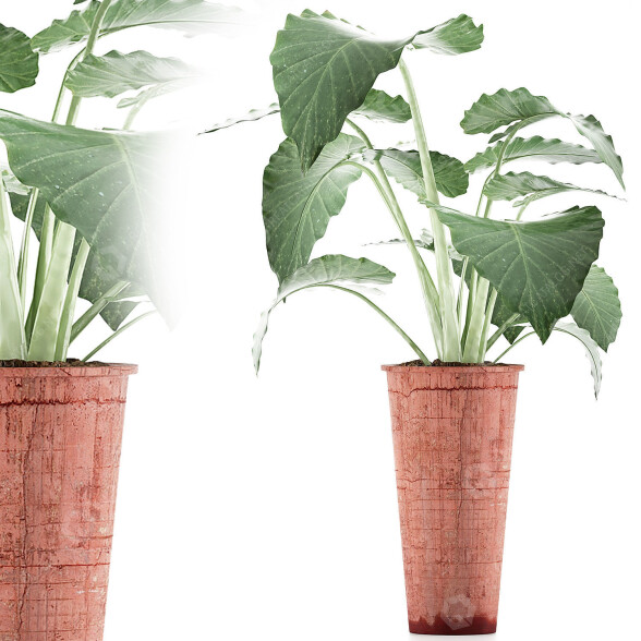 Potted Plant Collection 71 Alocasia 3D model