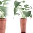 Potted Plant Collection 71 Alocasia - rodolfoboscan911