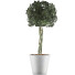Topfpflanze Sammlung 72 Schefflera Arboricola - rodolfoboscan911