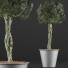 Topfpflanze Sammlung 72 Schefflera Arboricola - rodolfoboscan911