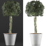 Topfpflanze Sammlung 72 Schefflera Arboricola - rodolfoboscan911