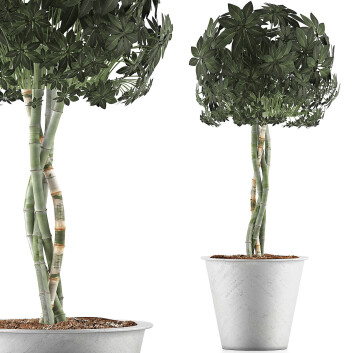 Topfpflanze  Sammlung 72 Schefflera Arboricola 3D-Modell