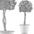 Topfpflanze Sammlung 72 Schefflera Arboricola - rodolfoboscan911