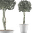 Topfpflanze Sammlung 72 Schefflera Arboricola - rodolfoboscan911