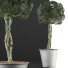 Topfpflanze Sammlung 72 Schefflera Arboricola - rodolfoboscan911