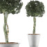 Topfpflanze Sammlung 72 Schefflera Arboricola - rodolfoboscan911